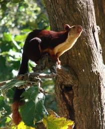 Indian-giant-squirrel-B.jpg