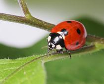 Investigating-6-s.jpg
