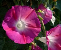 Ipomoea-B.jpg