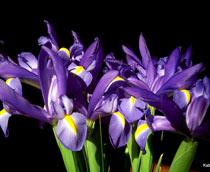 Iris-B.jpg