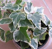 Ivy-B.jpg