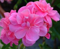 Ivy-Geranium-B.jpg