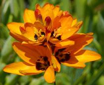Ixia-B.jpg