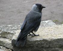 Jackdaw-B.jpg