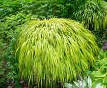 Japanese-Forest-Grass-B.jpg
