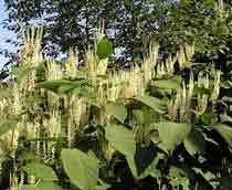 Japanese-Knotweed-B.jpg