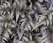 Japanese-Painted-Fern-B.jpg