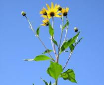 Jerusalem-Artichoke-B.jpg