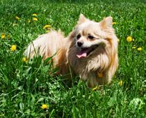 Join-Dog-B.jpg