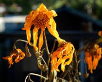 Join-Flower-B.jpg