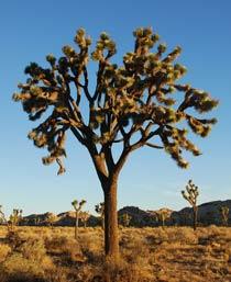 Joshua-tree-B.jpg