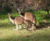 Kangaroo-B.jpg
