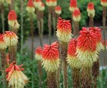 Kniphofia-B.jpg