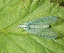 Lacewing-B.jpg