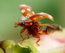 Ladybird-B.jpg