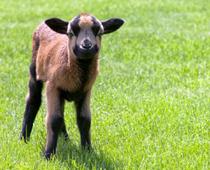 Lamb-B.jpg