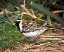 Lapland-Bunting-B.jpg