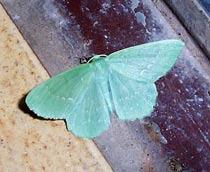 Large-Emerald-B.jpg
