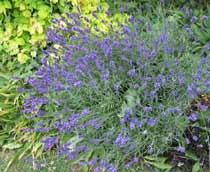 Lavender-B.jpg