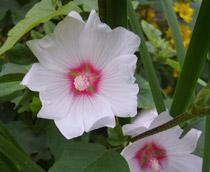 Lavetera-B.jpg