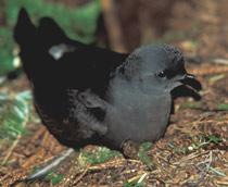 Leachs-Storm-Petrel-B.jpg