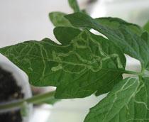 Leaf-miner-B.jpg