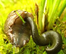 Leech-B.jpg