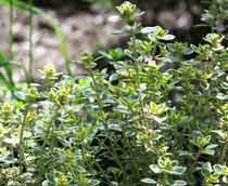 Lemon-thyme-b.jpg