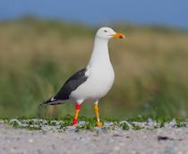 Lesser-Black-backed-Gull-B.jpg