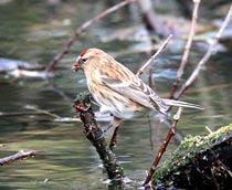 Lesser-Redpoll-B.jpg