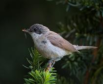 Lesser-Whitethroat-B.jpg