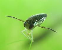 Lesser-water-boatman-B.jpg