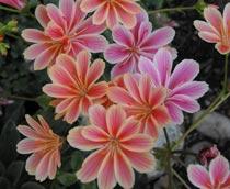 Lewisia-cotyledon-B.jpg