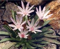 Lewisia-longipetala-b.jpg