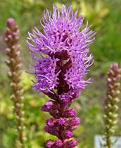 Liatris-B.jpg