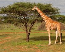 Like-Giraffe-B.jpg