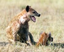 Like-Hyena-B.jpg