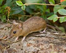 Like-Mouse-B.jpg