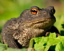 Like-Toad-B.jpg