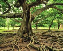Like-Tree-B.jpg