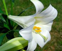 Lily-B.jpg