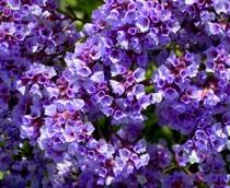Limonium-B.jpg