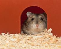 Line-Hamster-B.jpg