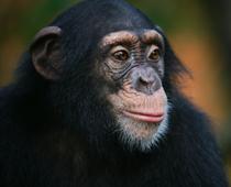 Link-Chimp-B.jpg