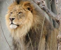 Lion-B.jpg