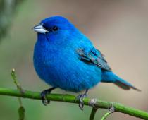List-Bird-B.jpg