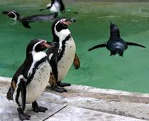 List-Zoo-B.jpg