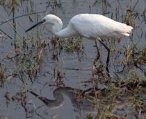 Little-Egret-B.jpg