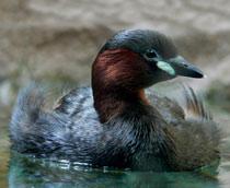 Little-Grebe-B.jpg