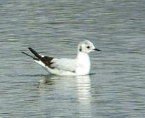 Little-Gull-B.jpg
